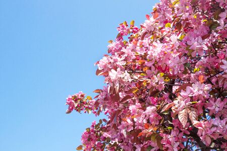 Blooming sakura tree with pink purple flowers on branches against clear blue sky on sunny spring day in April in Prague, copy spaceの写真素材