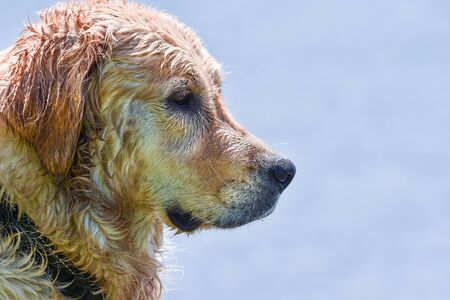 beautiful detail profile of the head of a golden retriever dog after swimmingの写真素材