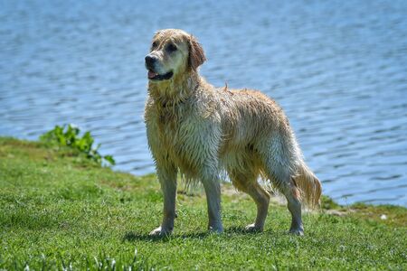 beautiful golden retriever dog in profile all bafgnato after swimmingの写真素材