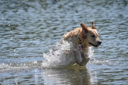 golden retriever dog runs free jumping and diving into the water and making many sketches 
