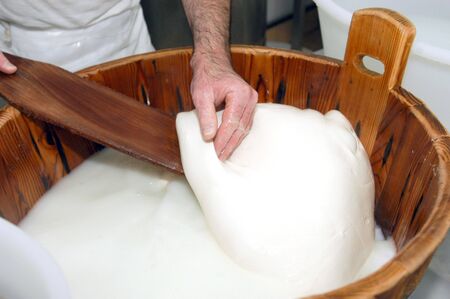 artisanal preparation of Italian buffalo mozzarella. The cheesemaker collects the mozzarella mass...
