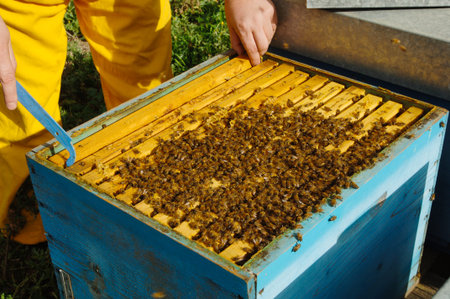 a beekeeper checks his hives to see if the bees have produced honey