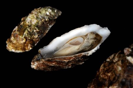 three fresh oysters closed and open on a black background with cutting lightの写真素材