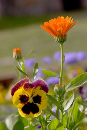 Flowers 2の写真素材