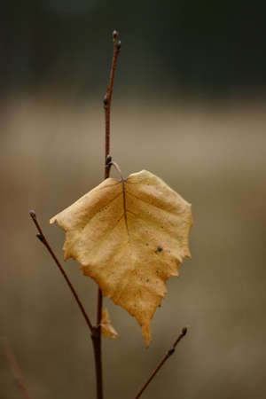 Autumn 5の写真素材