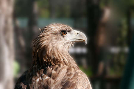 eagle