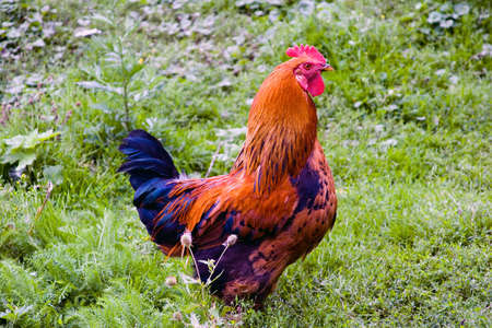 The red cock on a green grassの写真素材