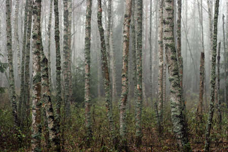 Fog on a bog and mysterious trunks of birchesの写真素材