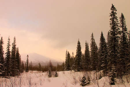 Ski trace in a valley, in a winter snow woodの写真素材