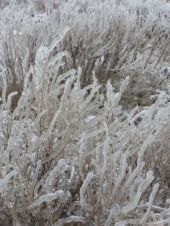 Icy Grassの写真素材