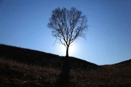 a tree stood on pasture land under the blue skyの写真素材