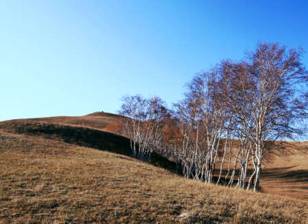birch on the prairie