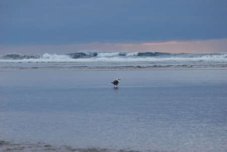 Bird in the oceanの写真素材