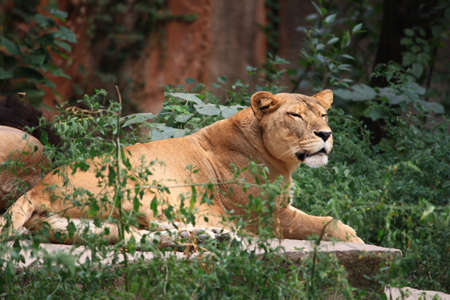 LIONの写真素材