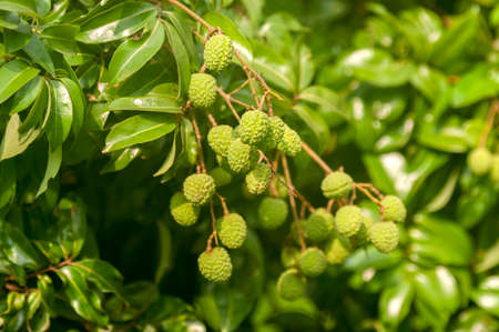 Premature Litchiの写真素材