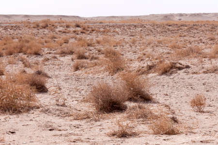 Closeup of grass on the groundの写真素材