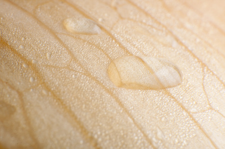 Water dropletsの写真素材