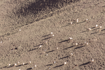 a flock of goatsの写真素材