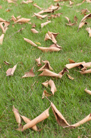 fall leavesの写真素材