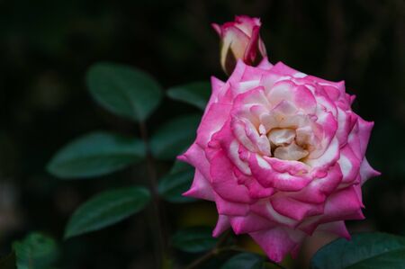 roseの写真素材