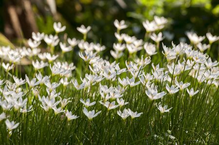 Leek Lotusの写真素材