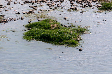 Closeup of grass in the water