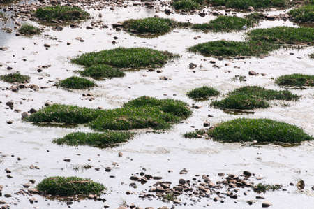 Closeup of grass in the waterの写真素材