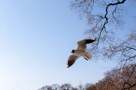Closeup of a bird in the airの写真素材