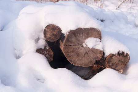 Snow cover the woodの写真素材