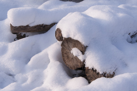 Snow cover the woodの写真素材