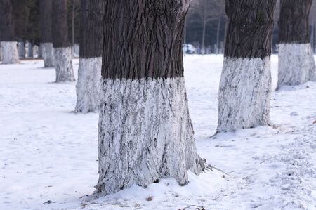 Landscape view of a forest during winterのeditorial素材