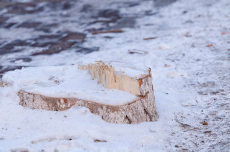 Snow covering the woodの写真素材