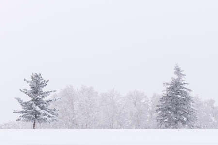 Landscape view of a forest during winterの写真素材
