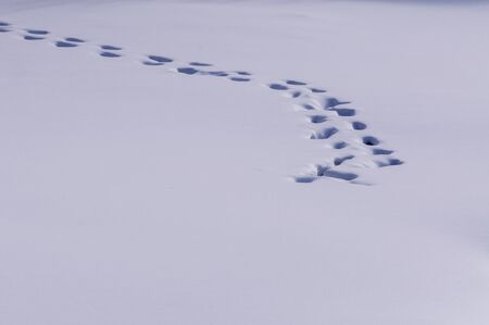 Closeup of footprint on the groundの写真素材