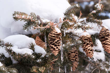 Snow cover the leavesの写真素材