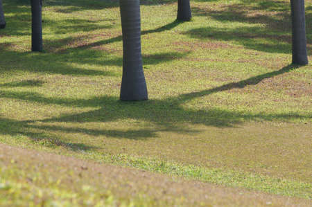 Closeup of trunk in the parkの写真素材