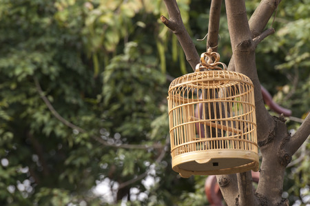 Closeup of a cage hanging in the branchの写真素材