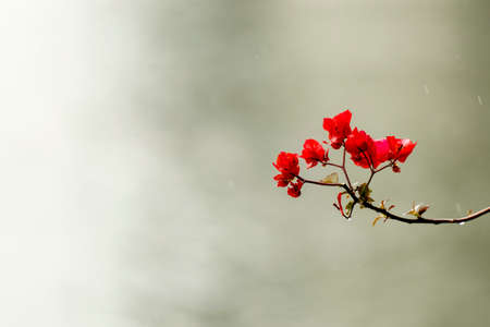 Closeup of flowersの写真素材