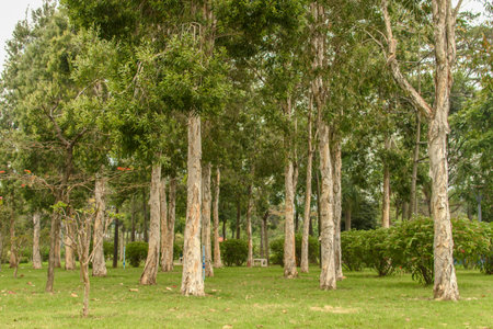 Trees in the park