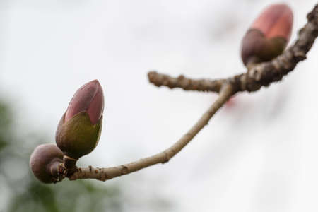 Close up to kapok treeの写真素材