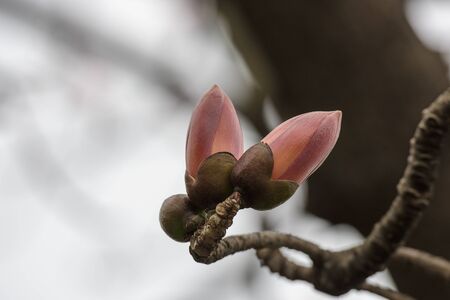 Kapok treeの写真素材