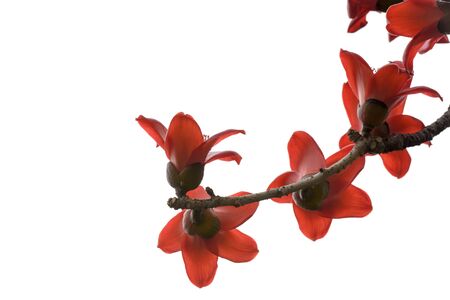 red Kapok flowersの写真素材