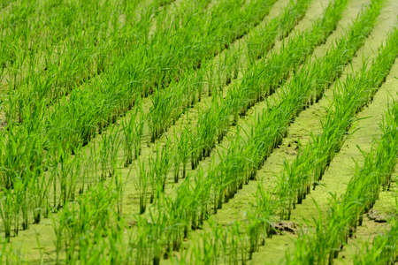 Rice fieldの写真素材