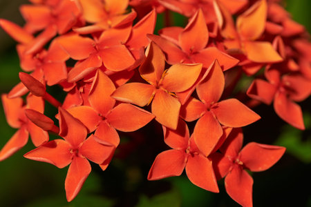Close up of flowers