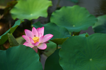 Lotusの写真素材