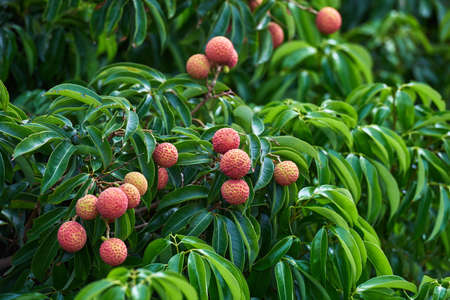 Closeup of fresh lychee growing on the treeの写真素材