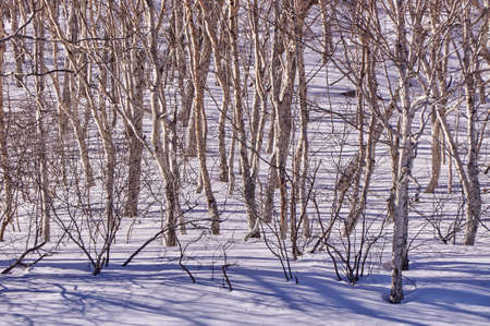 Changbai Mountain Jilin sceneryのeditorial素材