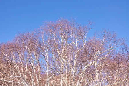 Changbai Mountain Jilin sceneryのeditorial素材