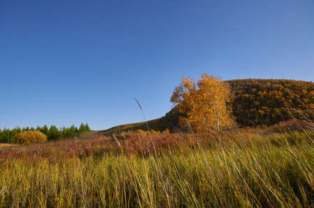 Trees on the groundの写真素材