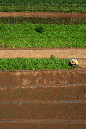 People squatting in the fieldの写真素材
